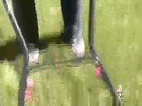 Chelsea Charms Grass cutting