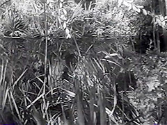 Maureen O'Sullivan Nude Swimming