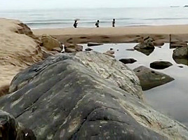 Public beach piss and cum