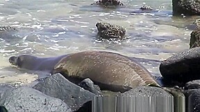 Rafians Beach Safaris 20