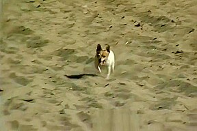 Stephanie Swift Gets Rammed On The Beach